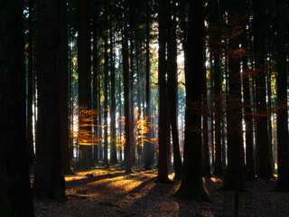 Sun shines in dark forest on bright orange tree