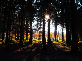 Sun shines in dark forest and highlights orange deciduous trees