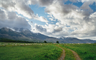 Fototapeta na wymiar High Tatras (Vysoke Tatry) mountains landscape shot with the country road,grazing sheep herds. Lomnicky stit (Lomnica Peak) 2634m - one of the highest in High Tatras covered with clouds. Slovakia.
