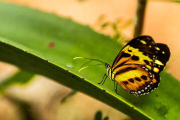 
brush-footed butterfly - black butterfly with yellow and orange, perched on an aloe plant in close up