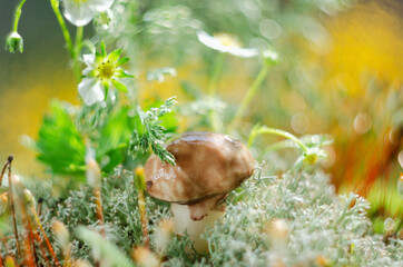 A small edible mushroom growing in the moss, against the background of a blurred strawberry field. Soft selective focus