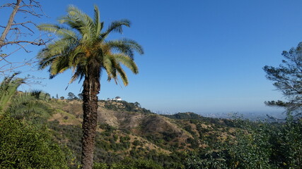 Fototapeta na wymiar Griffiths Observatory seen from a distance with a palm tree and Los Angeles in the background. 