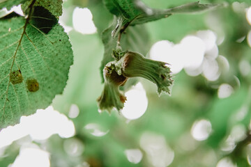 Turkish hazelnuts with own leaves,from Black Sea Region of Turkey new nuts of harvest.Hand holding a fresh hazelnut branch on others.