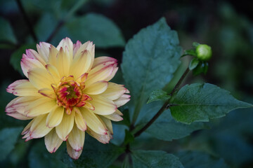 Dahlia flower , colorful flowers  