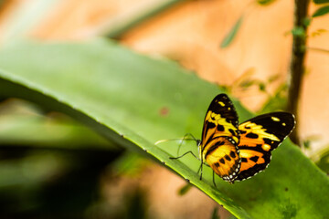 
brush-footed butterfly - black butterfly with yellow and orange, perched on an aloe plant in close up