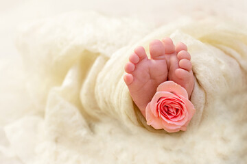 Feet of a newborn baby. Newborn girl. Fingers of a small child with a pink rose flower. The tenderness of a new life. Copy space