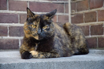 Eine braun schwarze Katze mit gelben Augen liegt auf den Pfoten und schaut in die Kamera. Ihr Gesicht ist halb schwarz und halb braun. Eine Pfote ist hell braun , die andere schwarz.
