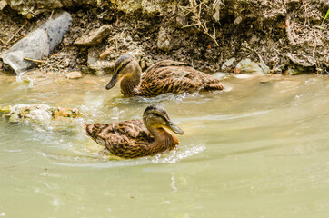 Two wild ducks on the bank of the canal 