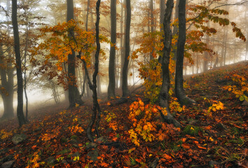Fototapeta premium A misty fantastic autumn forest