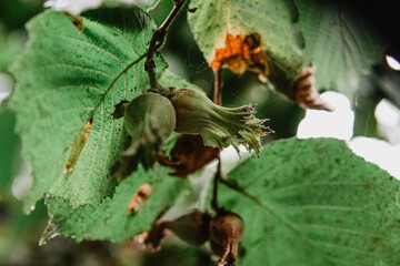 Turkish hazelnuts with own leaves,from Black Sea Region of Turkey new nuts of harvest.Hand holding a fresh hazelnut branch on others.