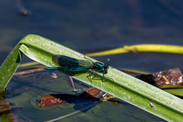 Male banded demoiselle damselfly, Calopteryx splendens perched on a blade of reed