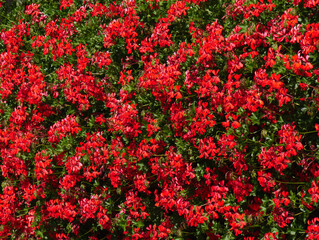Fototapeta premium red flowers background
