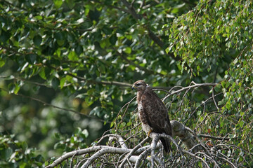 A common buzzard, buteo buteo, sitting on the branch of a weeping birch tree