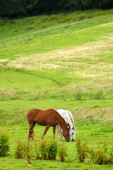 Naklejka na ściany i meble Two horses grazing on pasture at summer.