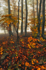 A misty fantastic autumn forest