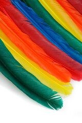 Colorful feathers laid out on a white background.