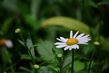 Obraz premium Daisy flowers , white color