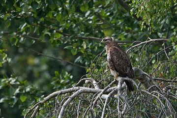 A common buzzard, buteo buteo, sitting on the branch of a weeping birch tree
