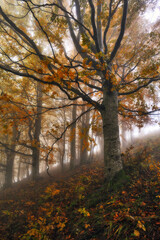Fototapeta premium A misty fantastic autumn forest