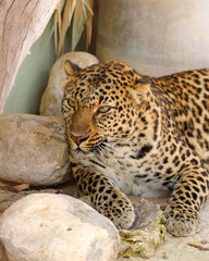 Close-up of leopard in zoo inclosure.