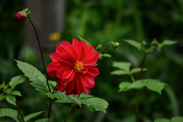 Dahlia flower , colorful flowers  