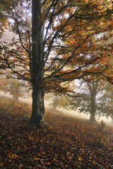 A misty fantastic autumn forest