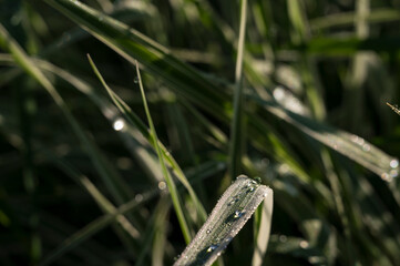 Dew on the grass.