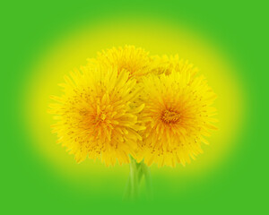 Yellow dandelions on bright green background.