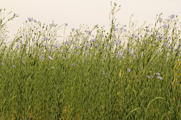 long green flax plants with little blue flowers closeup in a field in the dutch countryside