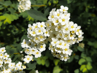 spireas or Spiraea (in german Spiersträucher) Spiraea