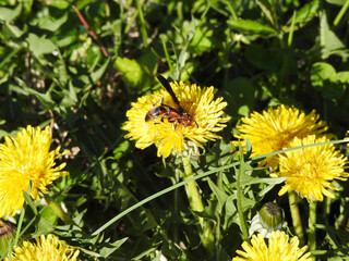 Wasp on yellow dandelions