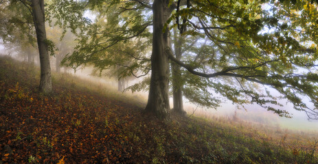 A misty fantastic autumn forest