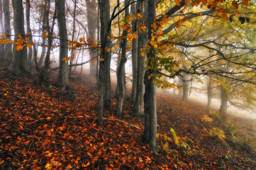 Obraz premium A misty fantastic autumn forest