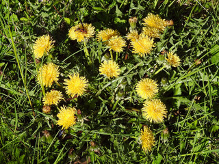 dandelions in the grass
