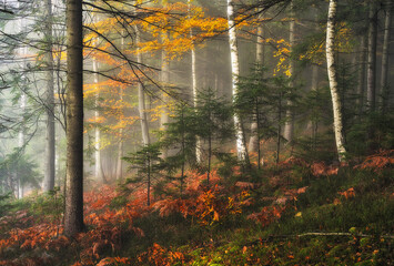 A misty fantastic autumn forest