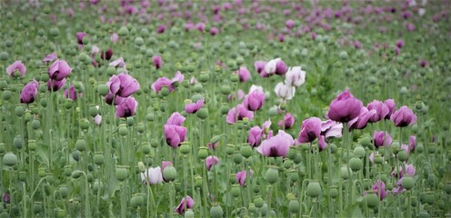 Obraz premium lila Mohnblumen