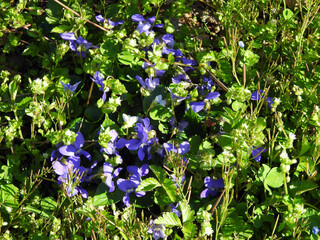 Violet flowers in the garden