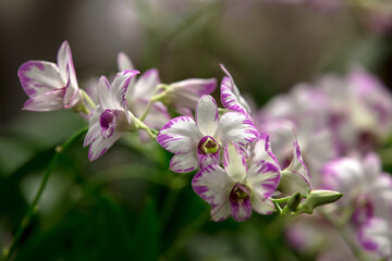 Fototapeta premium Blooming of Dendrobium Orchids in the garden. 