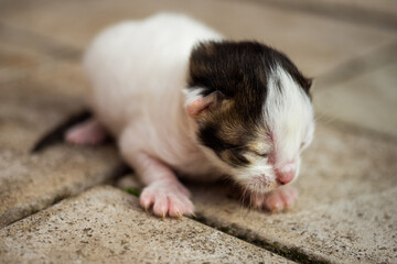 White with a black newborn kitten lying on a stone floor