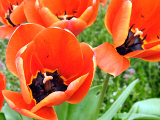 Red tulip flowers in garden 