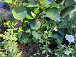 green leaves in a garden