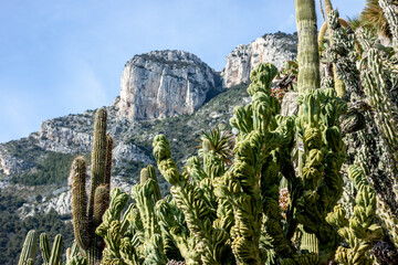 botanical park with different cactuses in Monaco