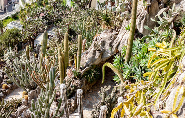 botanical park with different cactuses in Monaco