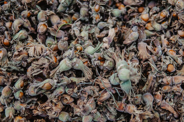 Turkish hazelnuts with own leaves,from Black Sea Region of Turkey new nuts of harvest.Hand holding a fresh hazelnut branch on others.