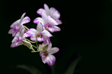 Blooming of Dendrobium Orchids in the garden. 