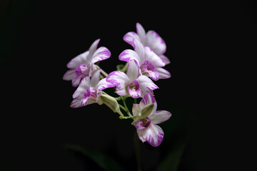 Obraz premium Blooming of Dendrobium Orchids in the garden. 