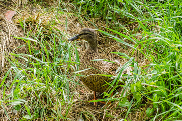 Portrait of a wild duck on the bank of the canal 
