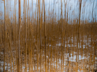 Scenery with dry plants. No rain for a long time. Low humidity level. Environmental problem. Global warming.