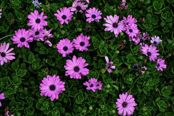 Osteospermum ecklonis , daisy flower , purple color