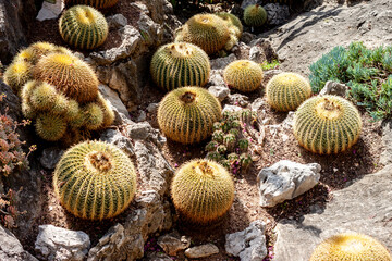 botanical park with different cactuses in Monaco